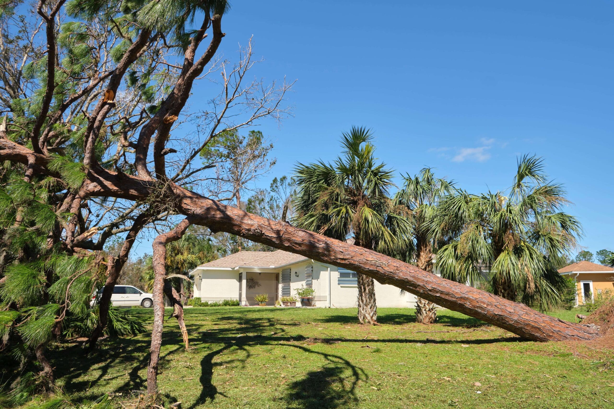 Tree Services in Atlanta