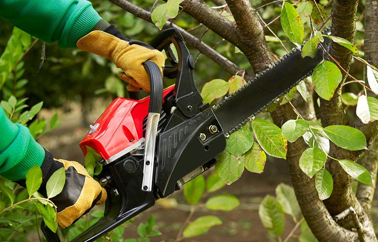 Professional tree services in USA