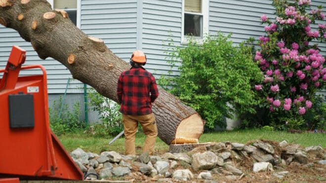 Certified arborists in Atlanta