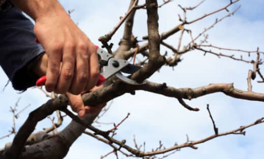 Tree pruning in Atlanta