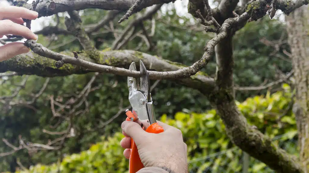 Atlanta Tree Pruning