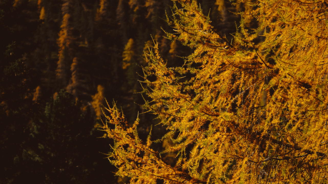 Hinoki cypress turning yellow
